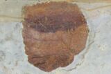 Detailed Fossil Leaf (Davidia) - Glendive, Montana #95217-1